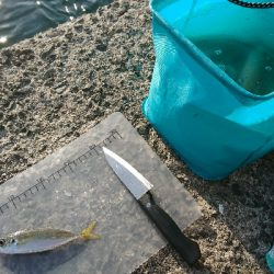 アジ釣れてます