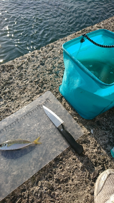 アジ釣れてます
