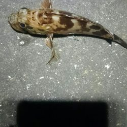 やっぱり風があると寒い。