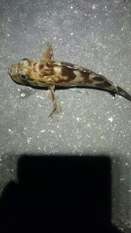 やっぱり風があると寒い。