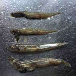 ハマチかサゴシを釣りたくて❗️