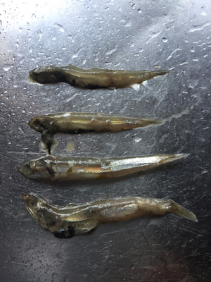 ハマチかサゴシを釣りたくて❗️