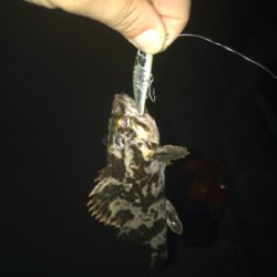 チーバスやってたらでっかいの来た