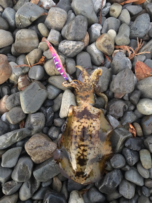 大里松原海岸 アオリイカ 500g×2