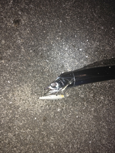 ナイトゲーム　タチウオ