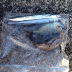 垂水漁港で5目釣り！！