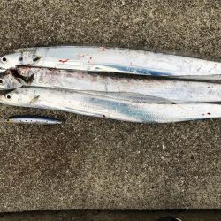 まだまだタチウオ釣れます