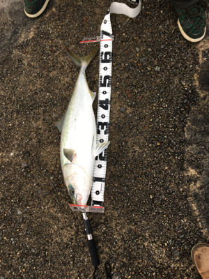 のませでメジロ