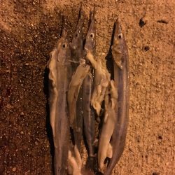 サヨリパターン