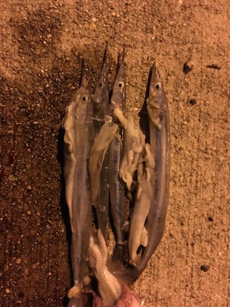 サヨリパターン