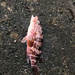 朝から釣りをする(笑)。