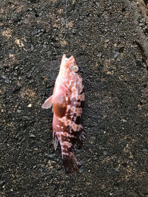 朝から釣りをする(笑)。