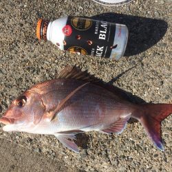 落第カゴ師でも釣れる平磯