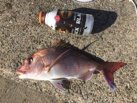 落第カゴ師でも釣れる平磯