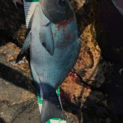 五島 福江島 磯グレ