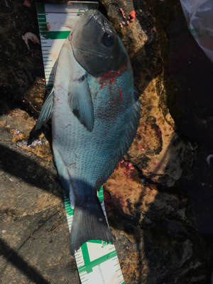 五島 福江島 磯グレ