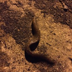 メバル調査 2日目