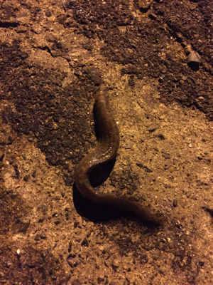 メバル調査 2日目