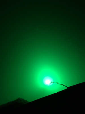 タチウオと！？