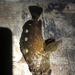 メバリングのはずが