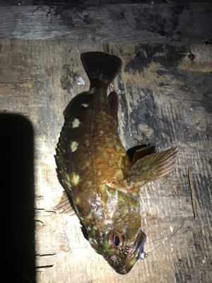 メバリングのはずが