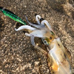 初冬の湾内磯エギング♪