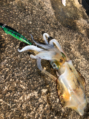 初冬の湾内磯エギング♪