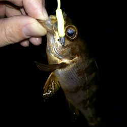 再びメバリング＆アジング