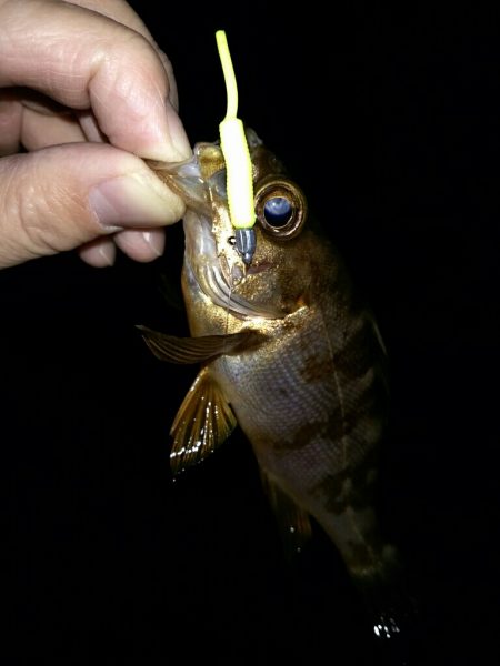 再びメバリング＆アジング