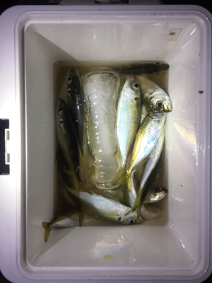 アジング好調キープ！