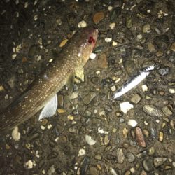 ジギングからのアジング