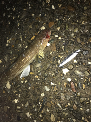 ジギングからのアジング