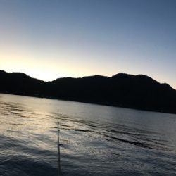 今週は3時間だけのヤリイカ調査