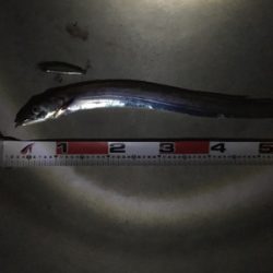 シーバス狙いが…