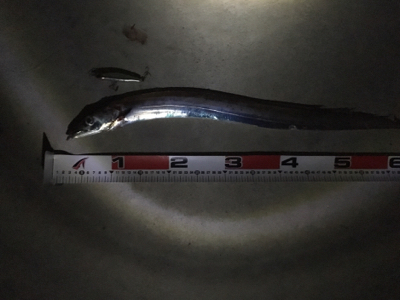 シーバス狙いが…