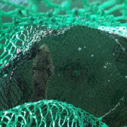 海上釣り堀爆釣