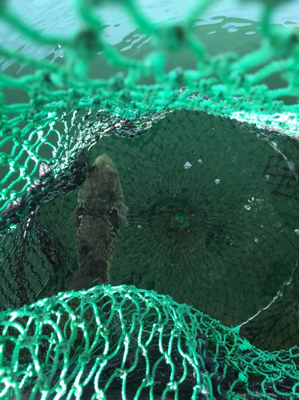 海上釣り堀爆釣