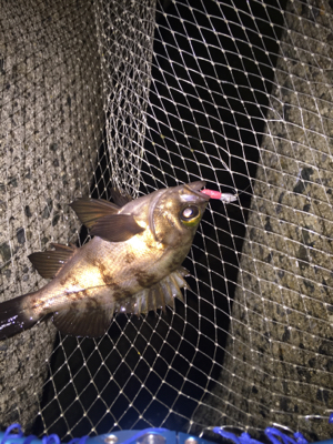 ジグ単中アジ狙い