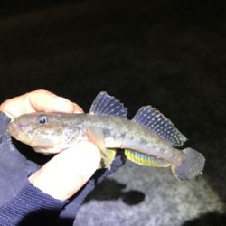 デカはぜ入れ食い！