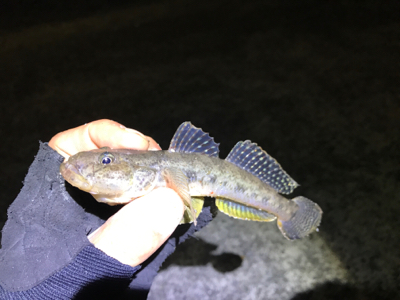 デカはぜ入れ食い！