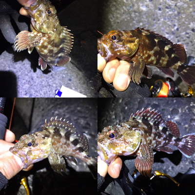 カサゴ、メバル