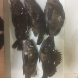 満月メバリング