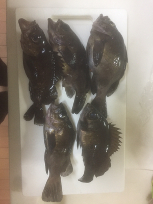 満月メバリング