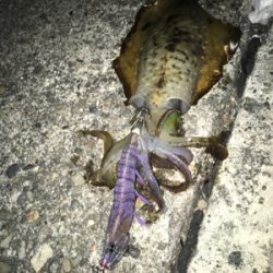 サイズは上がらず