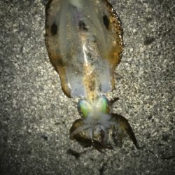 サビキでアジ釣ってからアオリ