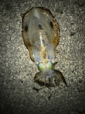 サビキでアジ釣ってからアオリ