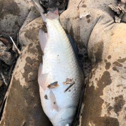 コイとフナのワーム釣り