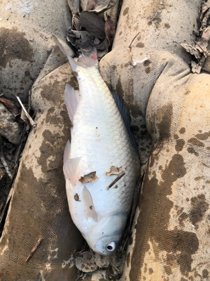 コイとフナのワーム釣り