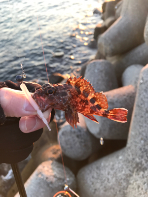 マヅメ攻めるも、、