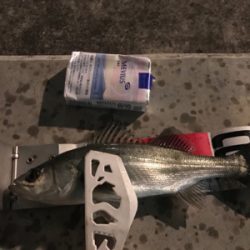 メバル、セイゴ！